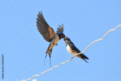 Swallow feeding her chicks on electric wire against blue sky. Swallow bird in natural habitat