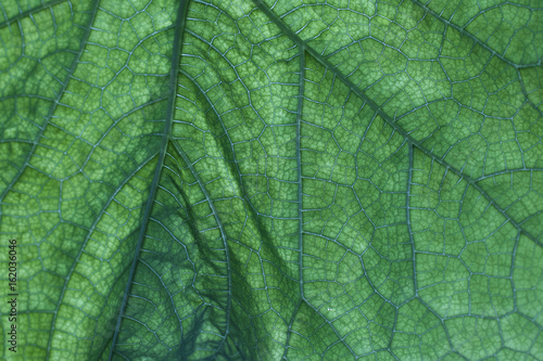 Blattunterseite einer Gurke