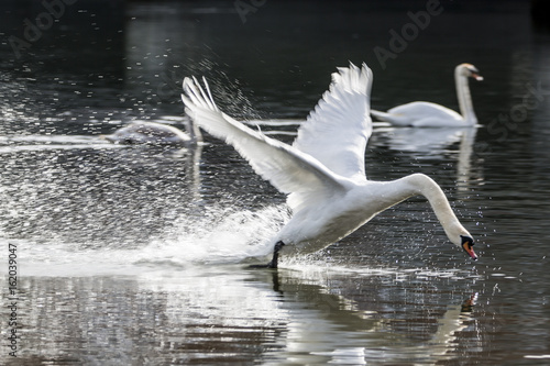 Cigno in arrivo