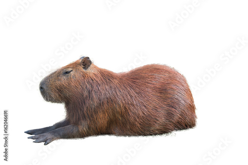 Capybara (hydrochoerus hydrochaeris)