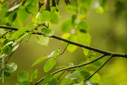 A beautiful, tranquil rain drops on a branch of an alder tree in a forest. Fresh, natural look.