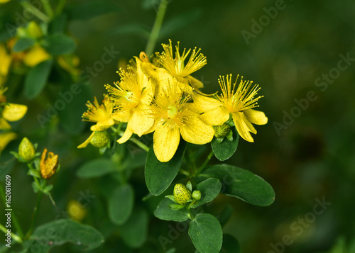 Echtes Johanniskraut, Hypericum perforatum, Tüpfel-Hartheu