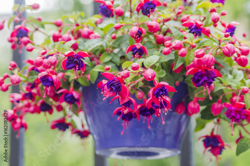 closeup of Fuchsia, hanging flower in purple pot.