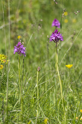 Orchideen in den Alpen und auf der Alb