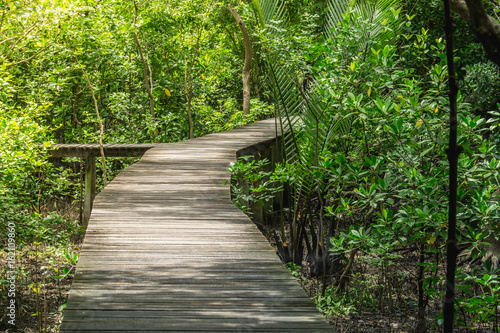 Wood floor with Bridge in the forest in mangrove forest.