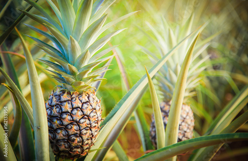 Pineapple tropical fruit growing in garden. space for texture