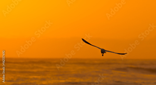 bird flying to the sunset