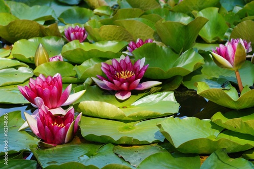 Nymphaea ( water lilies) - waterlily. Aquatic vegetation, water plants