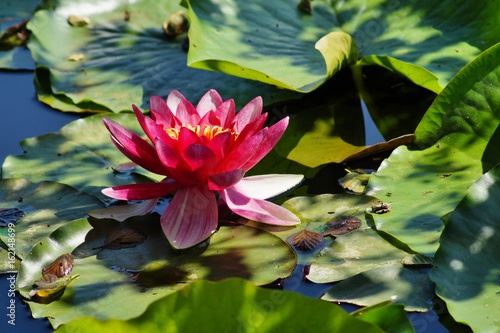 Nymphaea ( water lilies) - waterlily. Aquatic vegetation, water plants