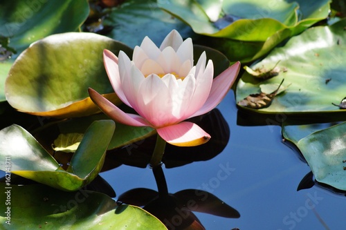 Nymphaea ( water lilies) - waterlily. Aquatic vegetation, water plants