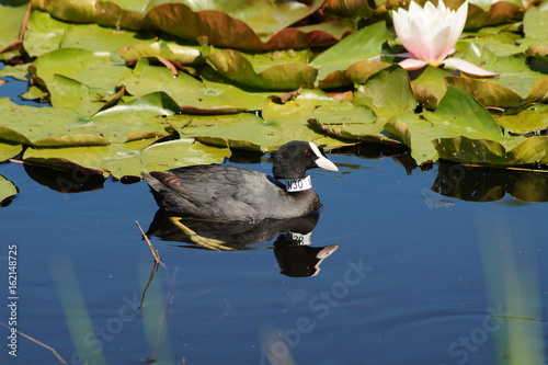 Fulica atra on water surface - coot 