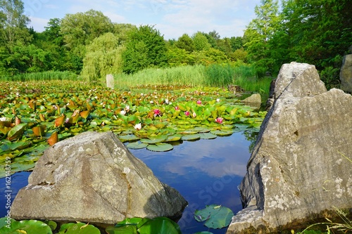 Nymphaea ( water lilies) - waterlily. Aquatic vegetation, water plants