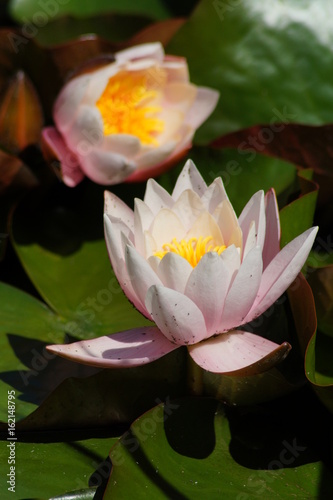 Nymphaea ( water lilies) - waterlily. Aquatic vegetation, water plants