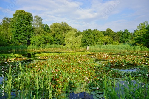 Nymphaea ( water lilies) - waterlily. Aquatic vegetation, water plants