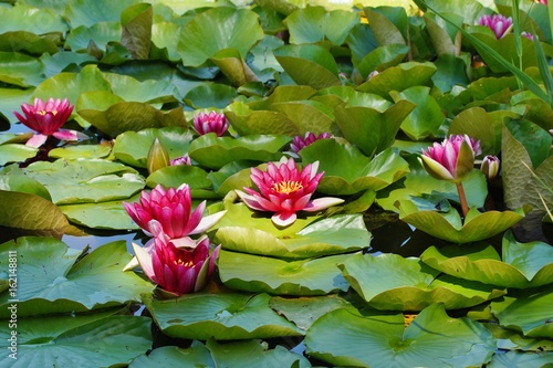 Nymphaea ( water lilies) - waterlily. Aquatic vegetation, water plants