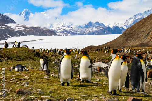 King penguins in Fortuna Bay, South Georgia, Antarctica