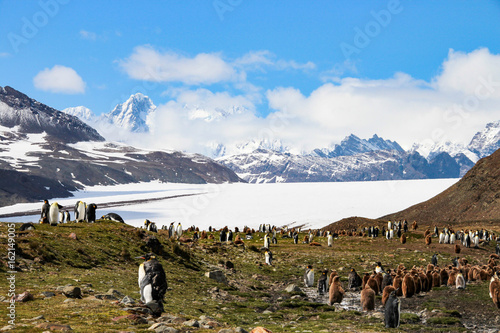 King penguins in Fortuna Bay, South Georgia, Antarctica