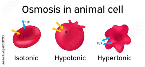 Osmosis in animal cell