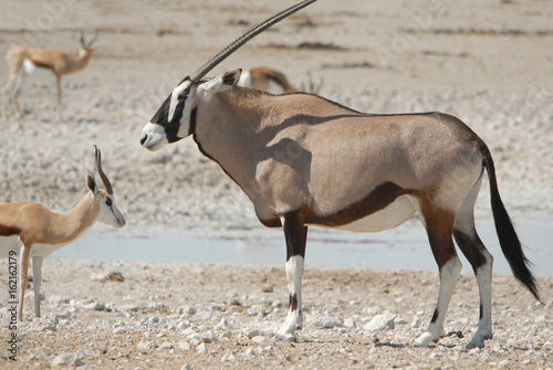 oryx