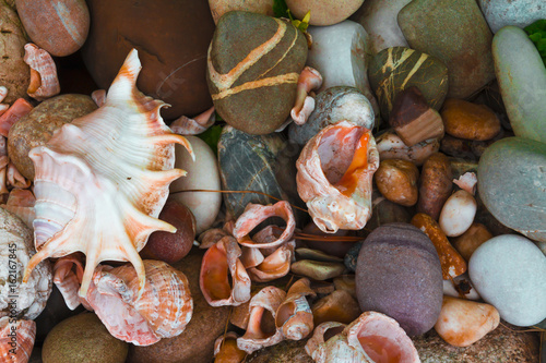 Sea stones and shells.