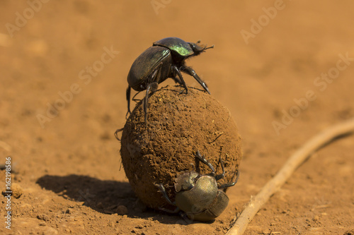 Dung beetles roll a dung ball