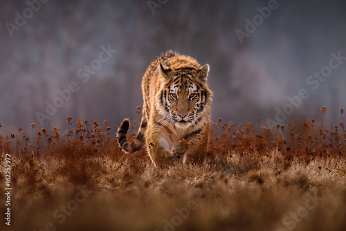 tiger, siberian tiger(Panthera tigris altaica)