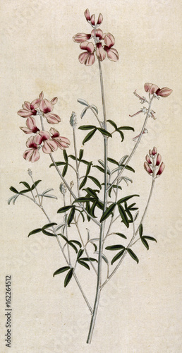 Indigofera Candicans. Date: 1792