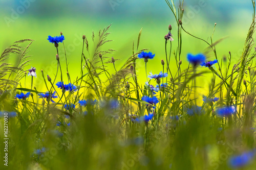 Blue cornflowers with bokeh, floral nature background. Beautiful blue flower.