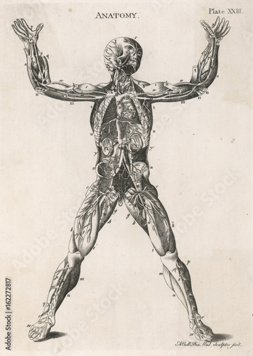 Anatomical drawing of the human body. Date: 1768