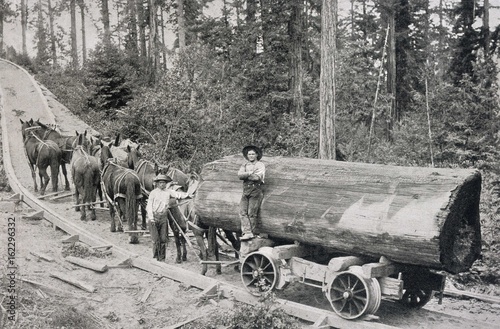 Logging Railway - 1904. Date: 1904