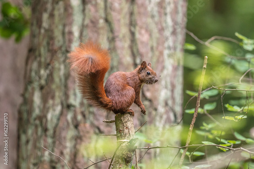 Eichhörnchen auf baumstumpf