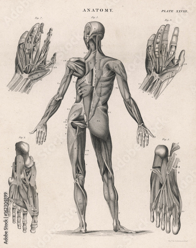 Muscles of the human body. Date: 1768