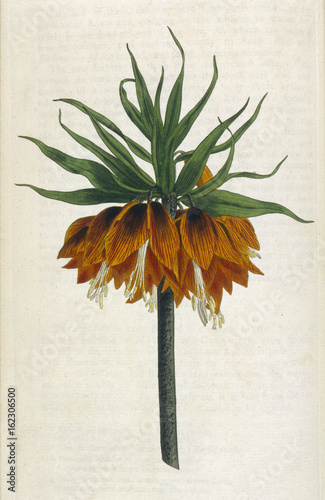 Fritillaria Imperialis. Date: 1792