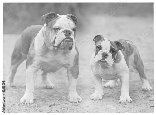 Fall - Bulldog - 1946. Date: 1946
