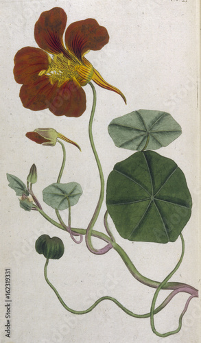 Plants - Tropaeolum Majus. Date: 1793