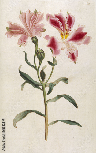 Alstroemeria Pelegrina. Date: 1795