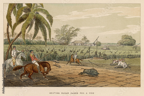 Williamson - Hog in Canes. Date: 1807