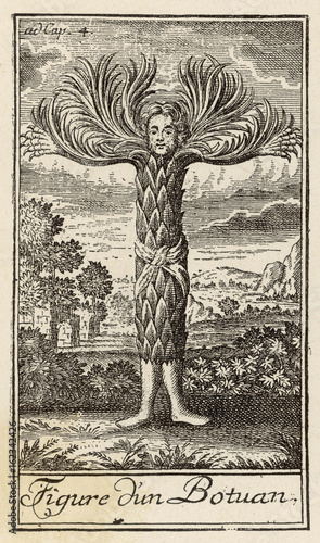 Tree-Man. Date: 1741