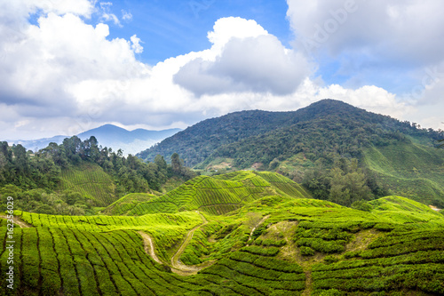 tea plants cameron highlands leasts