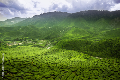 tea plants cameron highlands