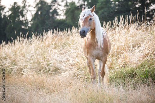 Ein Haflinger auf einer Wiese