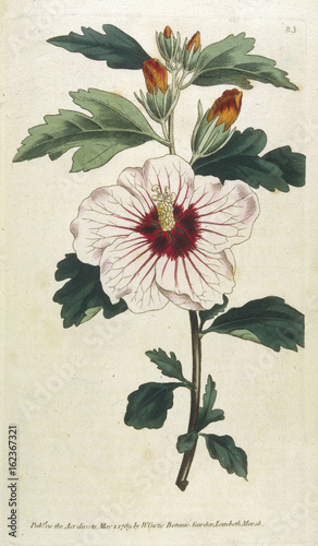 Plants - Hibiscus Syriacus. Date: 1789