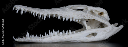Schädel eines Nilkrokodil (Crocodylus niloticus) mit geöffnetem Maul