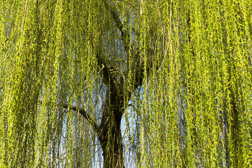 Le Printemps du Saule Pleureur