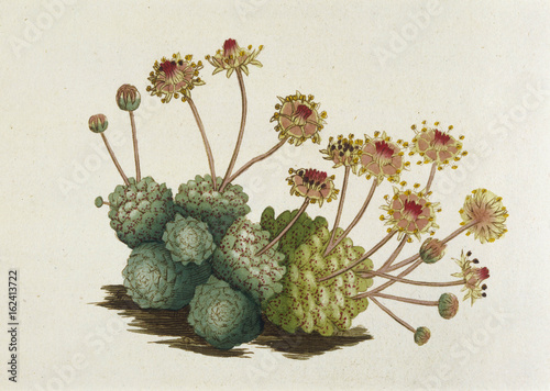 Sempervivum Monanthes. Date: 1789