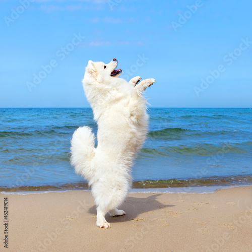 White dog Samoyed dancing on the beach in the background of the summer sea.