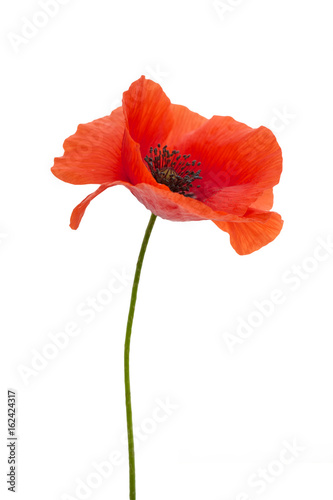 bright red poppy flower isolated on white