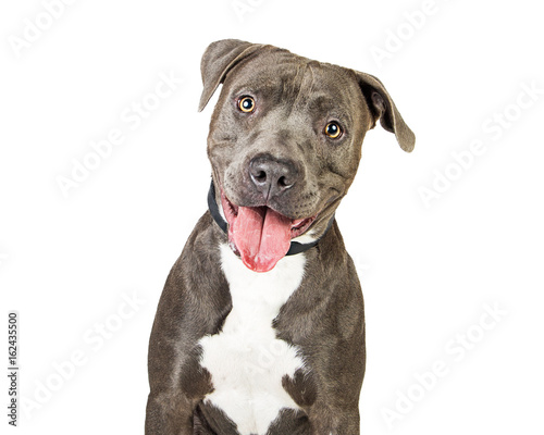Happy Friendly Smiling Pit Bull Dog