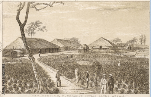 Indian tea industry. Date: circa 1840