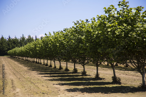 Row of Hazelnut Trees in Orchard, Rich Soil, Dark Trunks, Green Leaves, Vivid Blue Sky, Early Spring, Horizontal, Daytime – Willamette Valley, Oregon